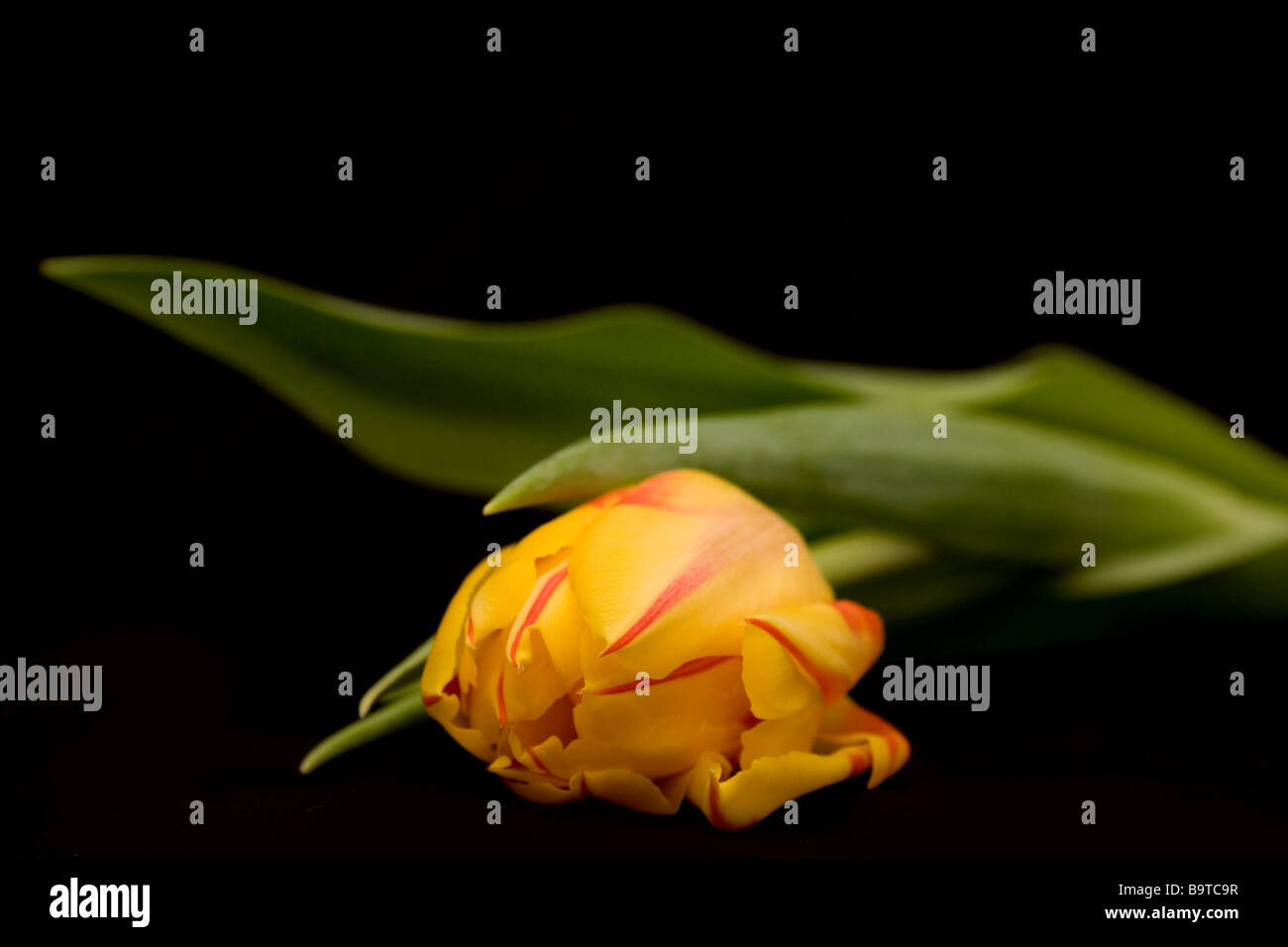 Tulipano Foto Stock