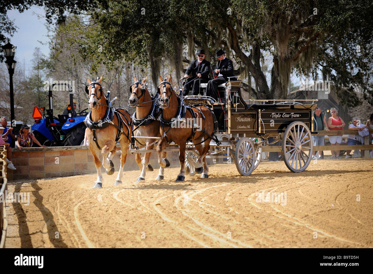 Cavalli belga con Unicorn sollevatore in mostra presso la Florida State Fairgrounds Tampa Foto Stock