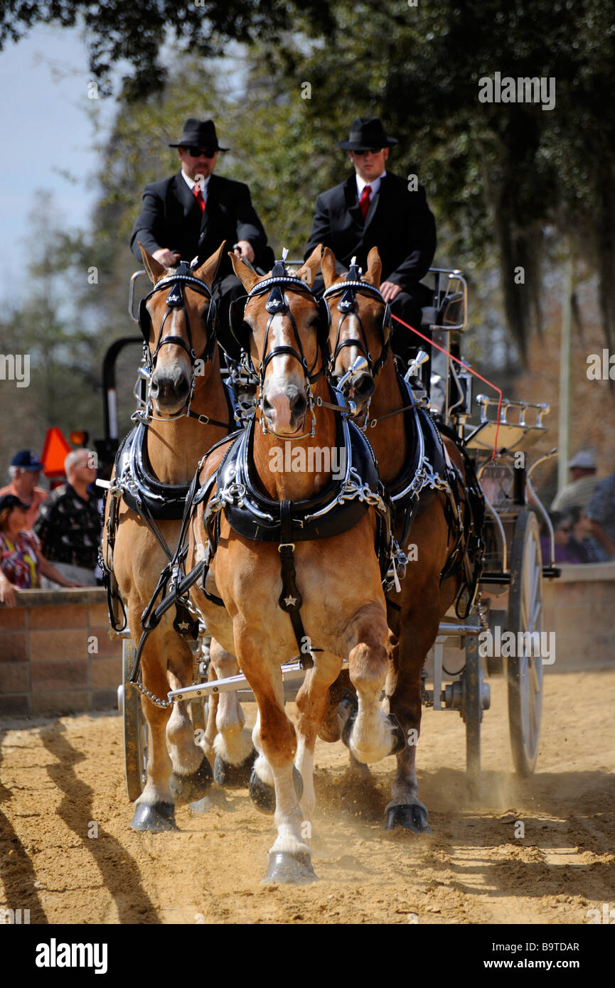 Cavalli belga con Unicorn sollevatore in mostra presso la Florida State Fairgrounds Tampa Foto Stock