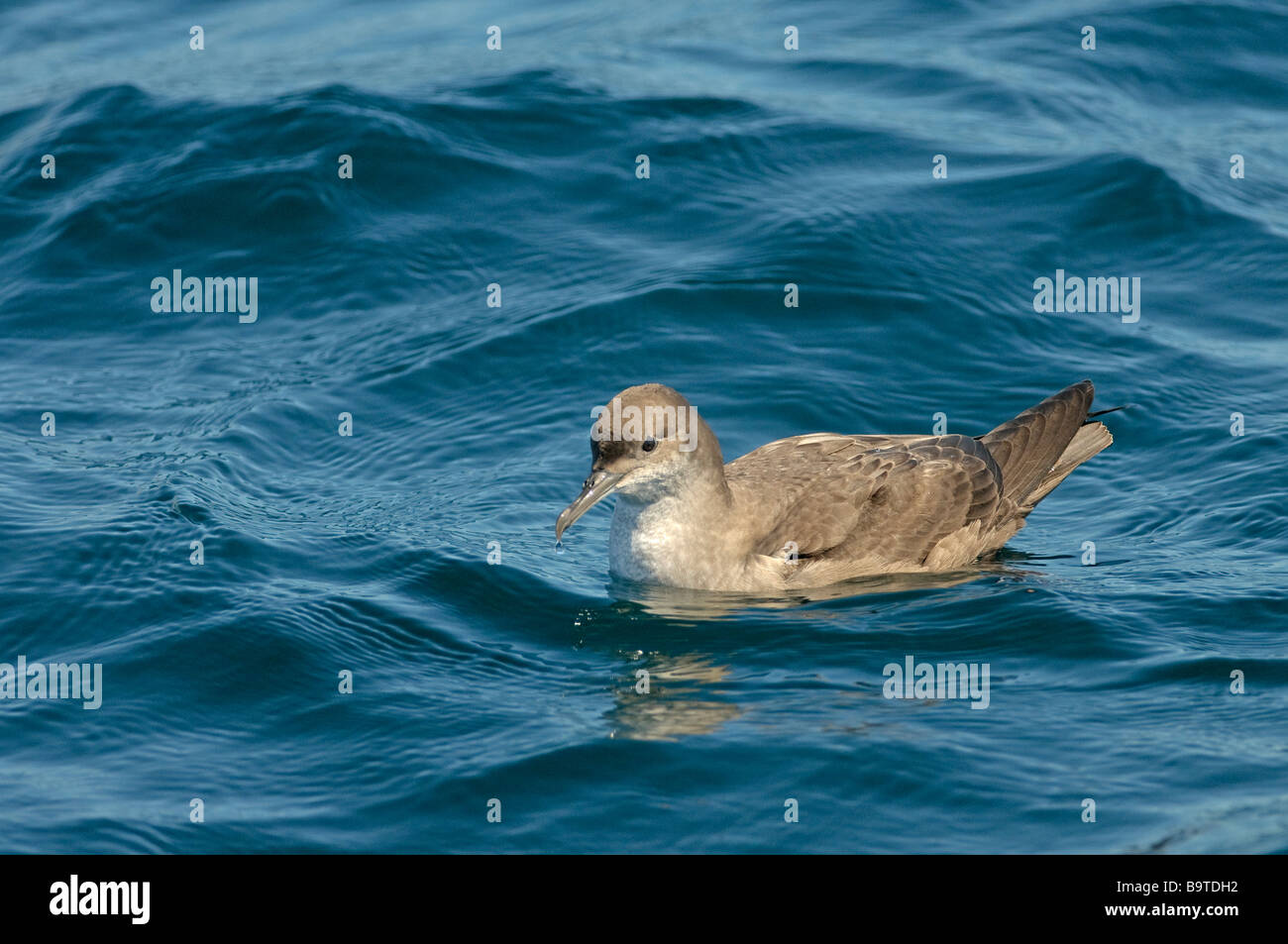 Le Baleari shearwater Puffinus mauretanicus autunno adulto sulla superficie del mare off Pembrokeshire Coast Galles Agosto Foto Stock