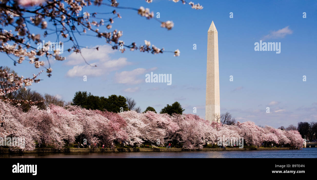 Il Monumento a Washington dal National Tidal Basin durante la fioritura dei ciliegi stagione - USA Foto Stock