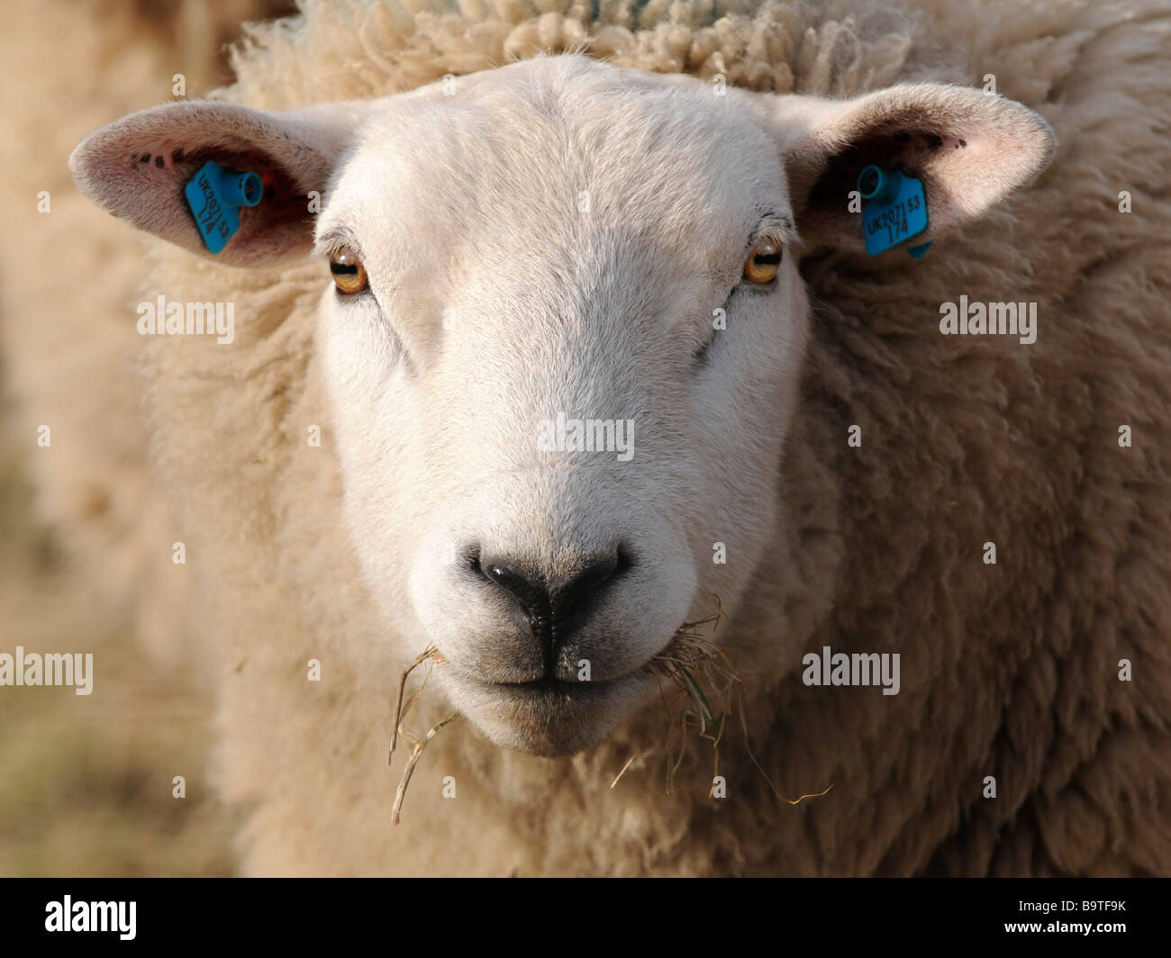 La testa di una pecora whitefaced. Foto Stock