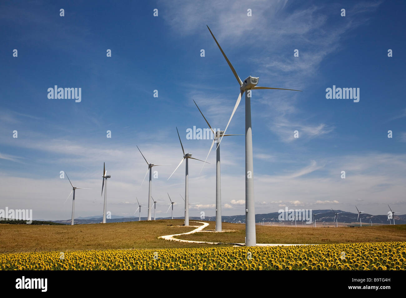 L'energia eolica mulini a vento e girasoli in Tarifa Cadice Andalusia Spagna Foto Stock