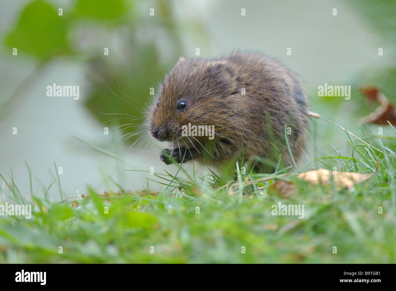 Acqua vole Arvicola amphibius alimentare sulla banca del fiume di ottobre Foto Stock