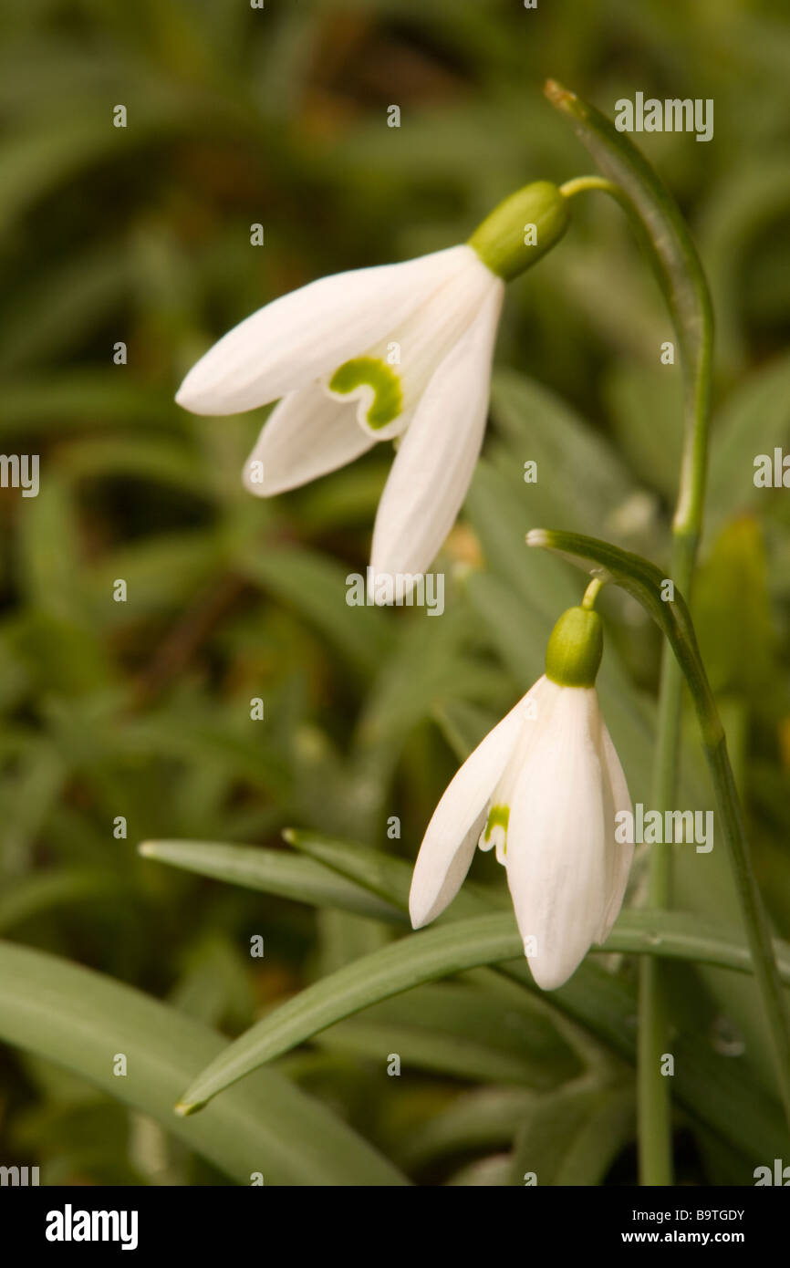 Snowdrops (Galanthus) Foto Stock