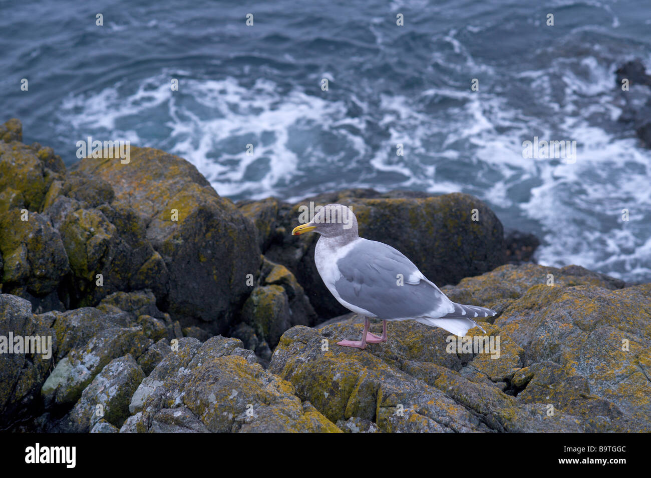 Aringa Gabbiano a East Sooke Parco regionale a testa Beechey sull'Isola di Vancouver British Columbia Foto Stock