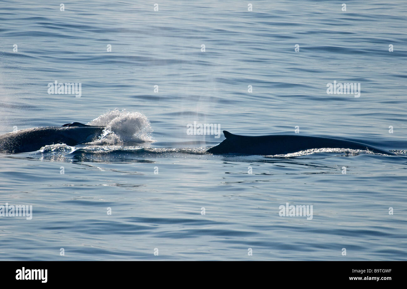 Le balenottere comuni Balaenoptera physalus soffia alla superficie del mare nella parte meridionale del Golfo di Biscaglia Settembre Foto Stock