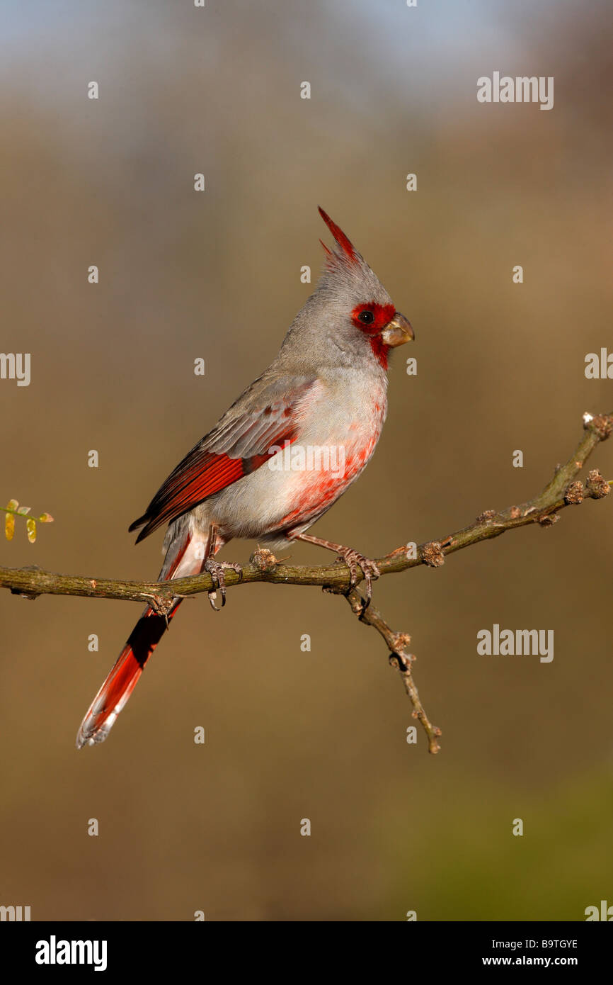 Pyrrhuloxia Cardinalis sinuatus Arizona USA inverno Foto Stock