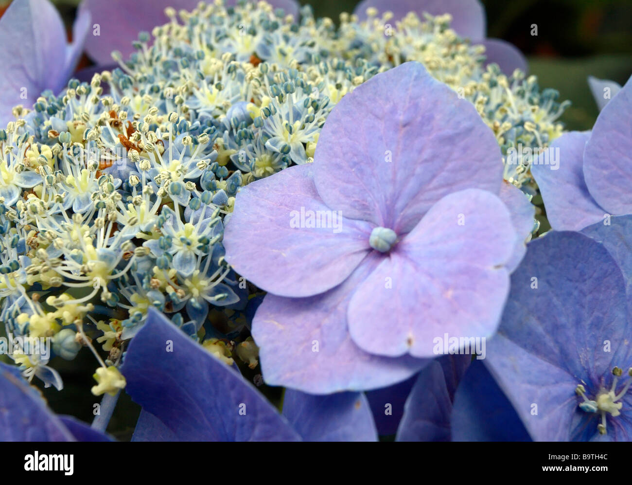 Lacecap ortensia (Hydrangea macrophylla normalis) Foto Stock