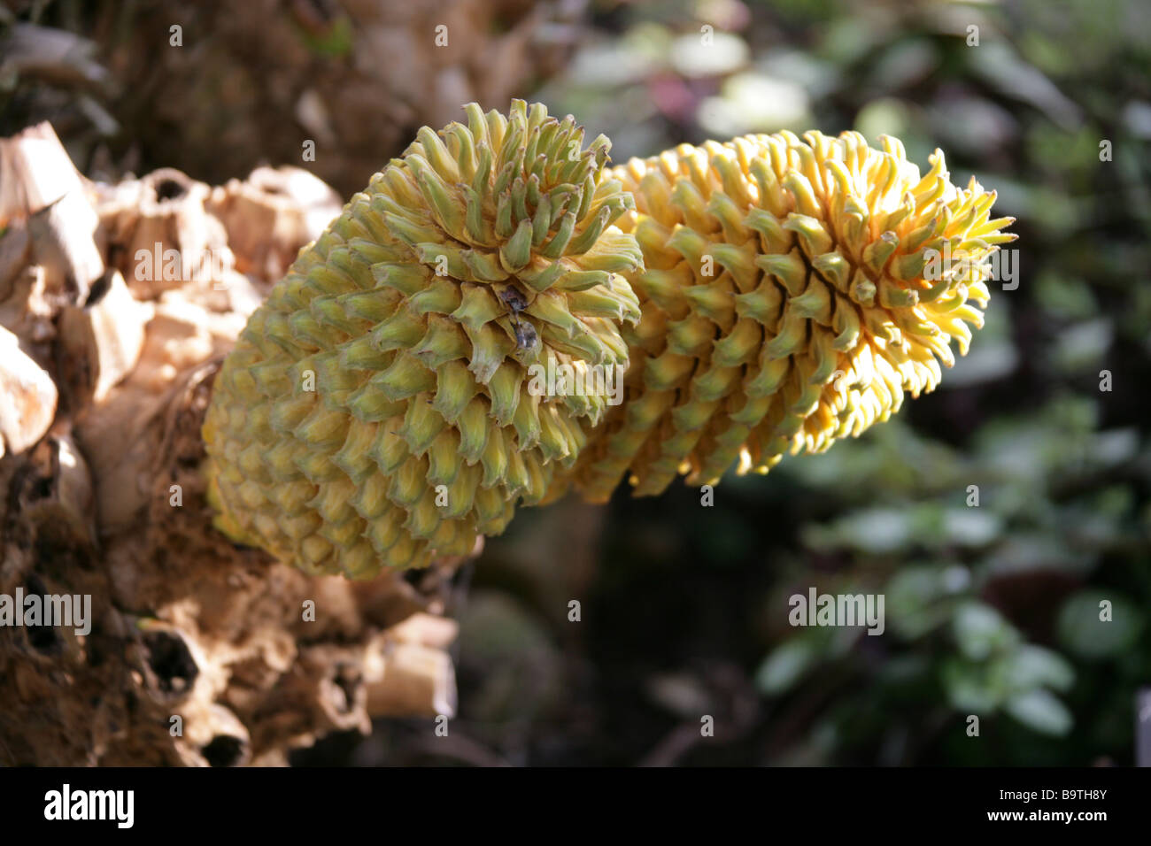 Capo orientale .cycad gigante, Encephalartos altensteinii, Zamiaceae. Una rara pianta primitiva dal Sud Africa Foto Stock