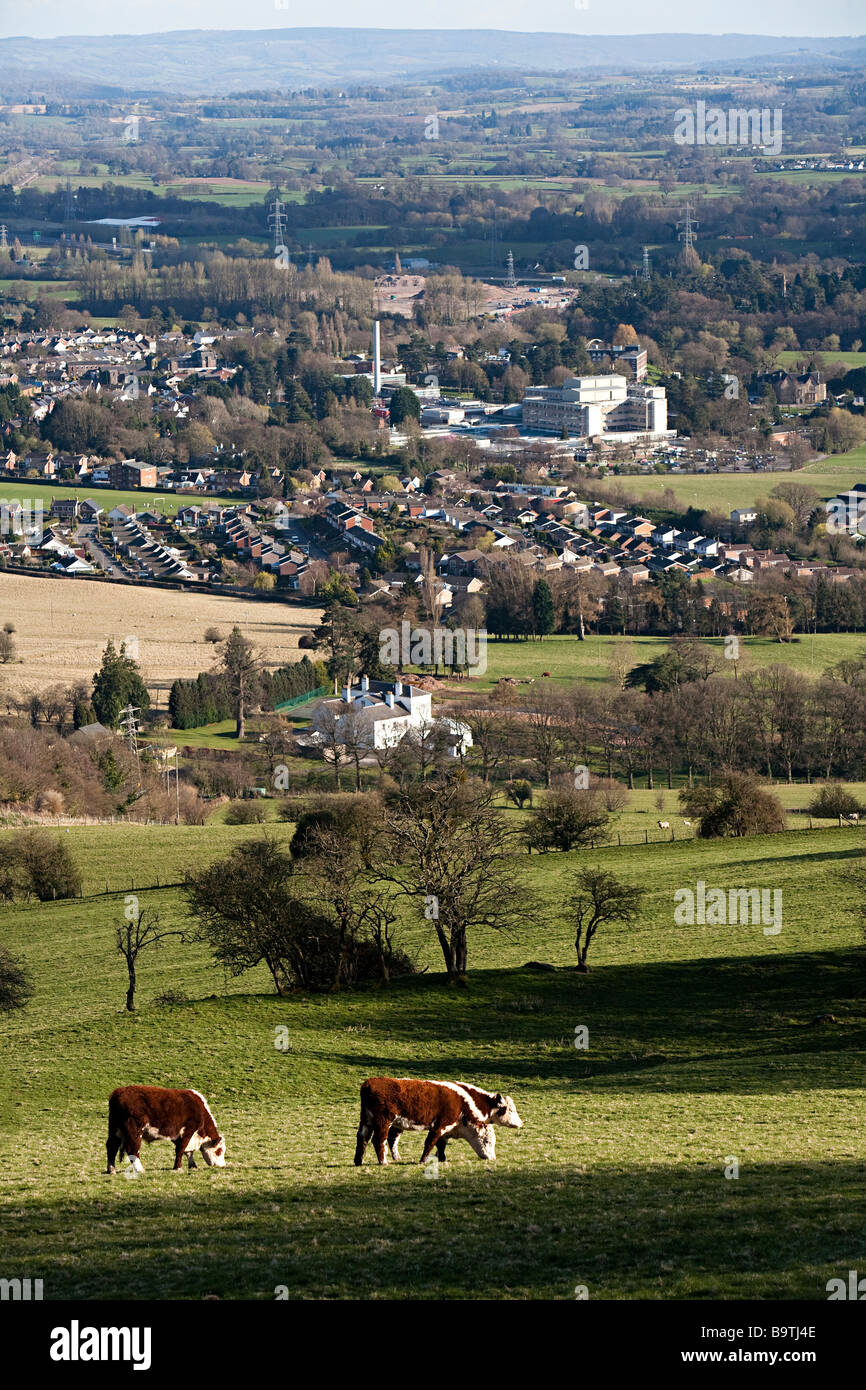 Le mucche al pascolo con Neville Hall Hospital in background Abergavenny Wales UK Foto Stock