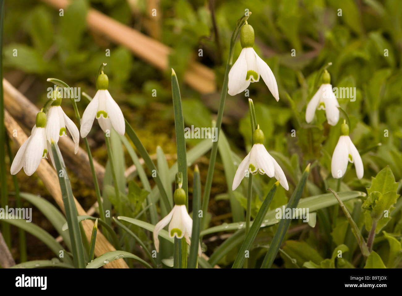Snowdrops (Galanthus) Foto Stock