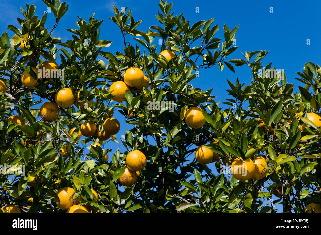 Orange grove in Polk County, Florida centrale, STATI UNITI D'AMERICA Foto Stock