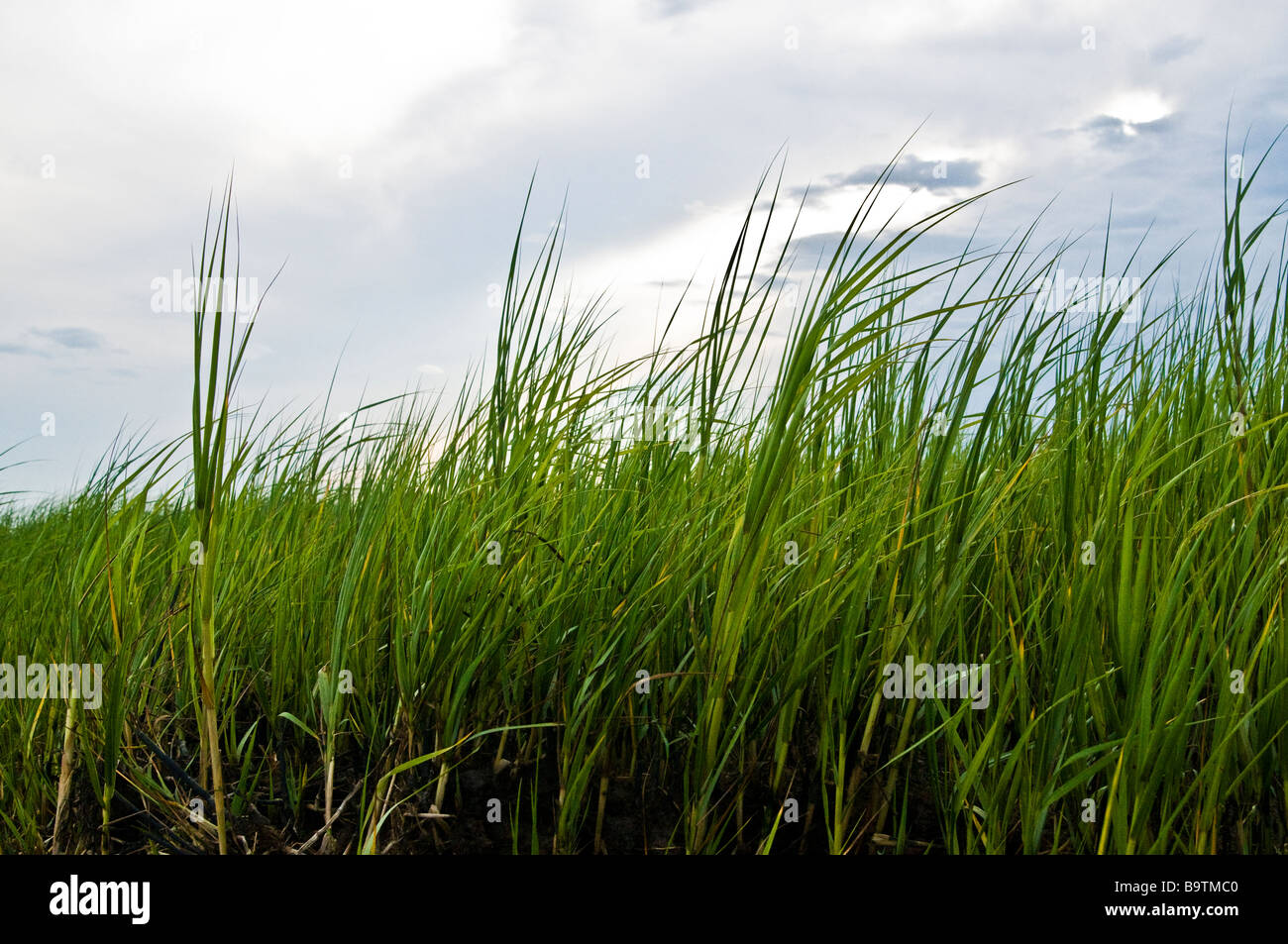 Il vento che soffia attraverso la palude erbosa del Fiume Savannah banche Foto Stock