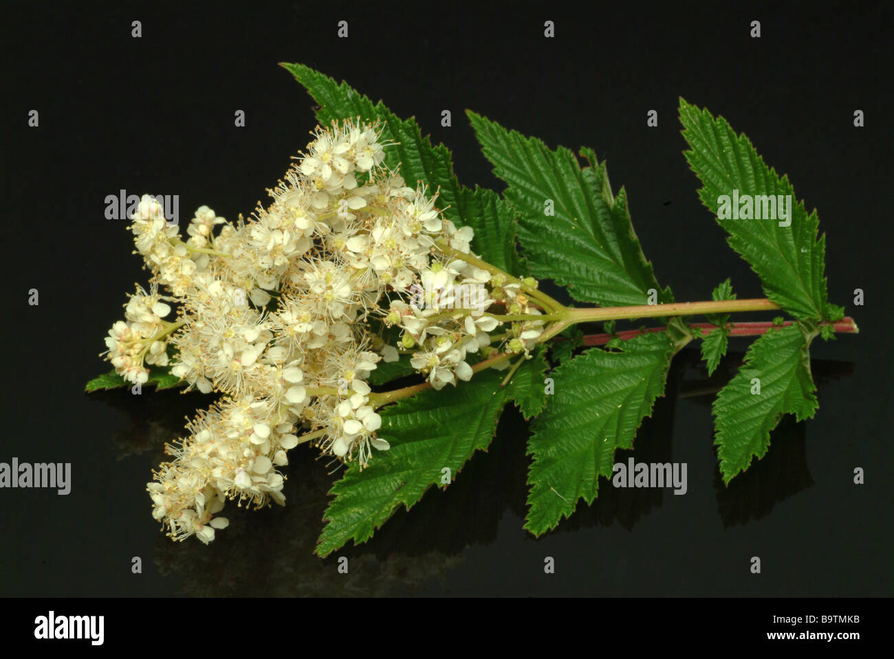 Piante medicinali spierstaude mädesüß geissbart filipendula prato dolce bridewort Filipendula ulmaria Foto Stock