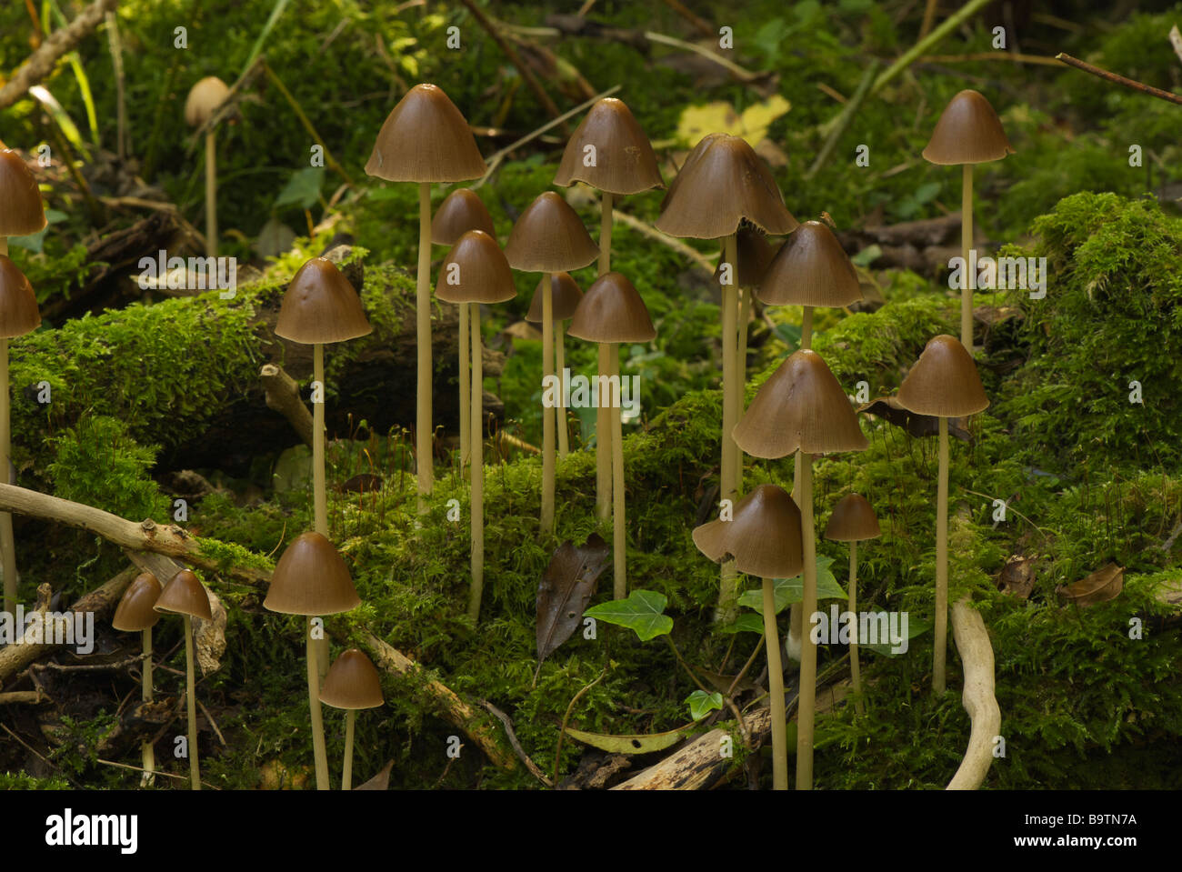 Boschi inferiore Ott 2008 funghi Moss Foto Stock