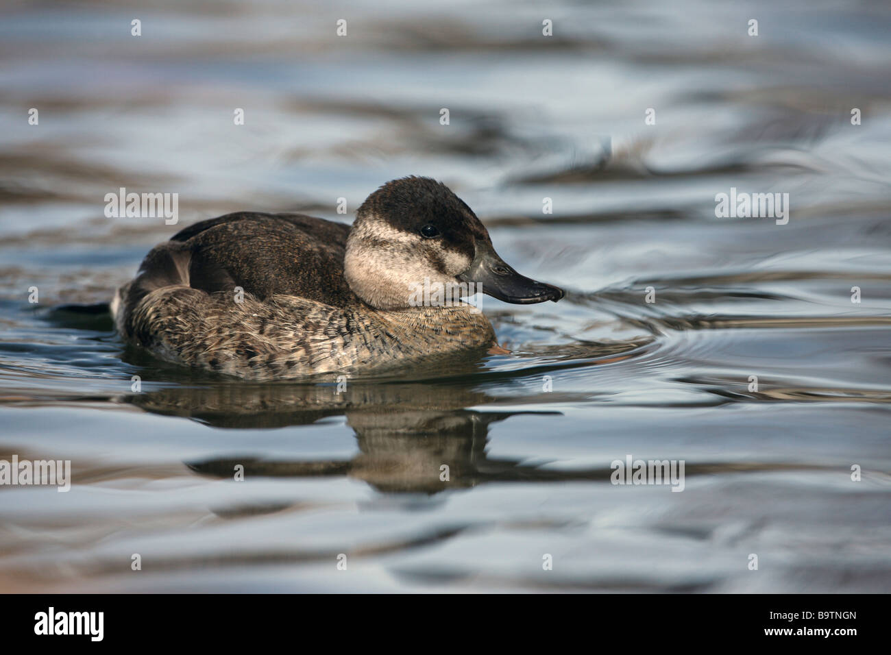 Ruddy duck Oxyura jamaicensis Arizon femmina USA inverno Foto Stock