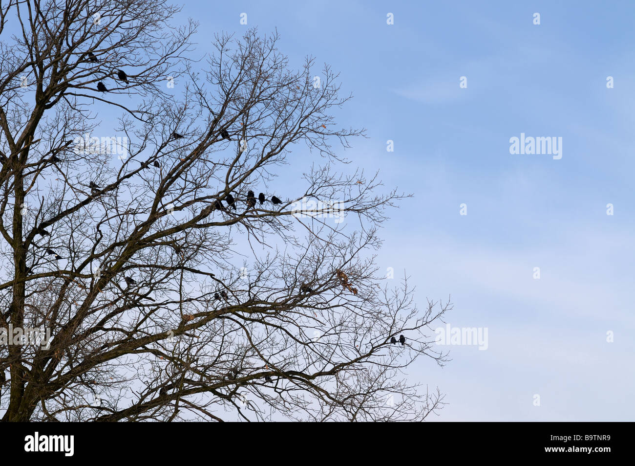 Gruppo di corvi su un albero Foto Stock