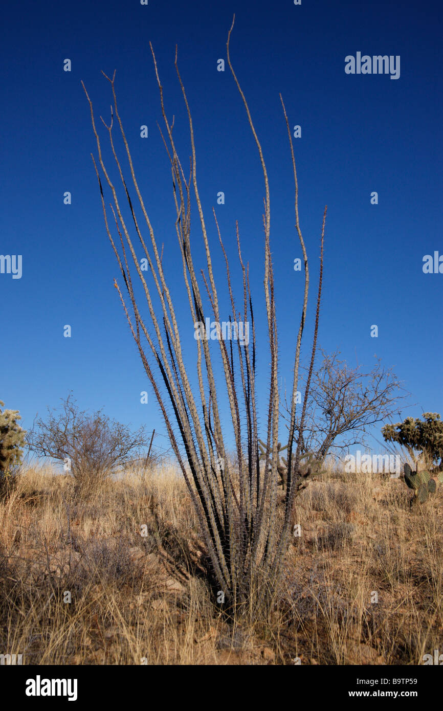 Ocotillo cactus Fouquieria splendens Arizona USA Foto Stock