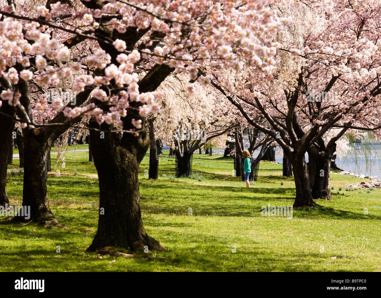 Gli alberi di ciliegio in fiore Foto Stock