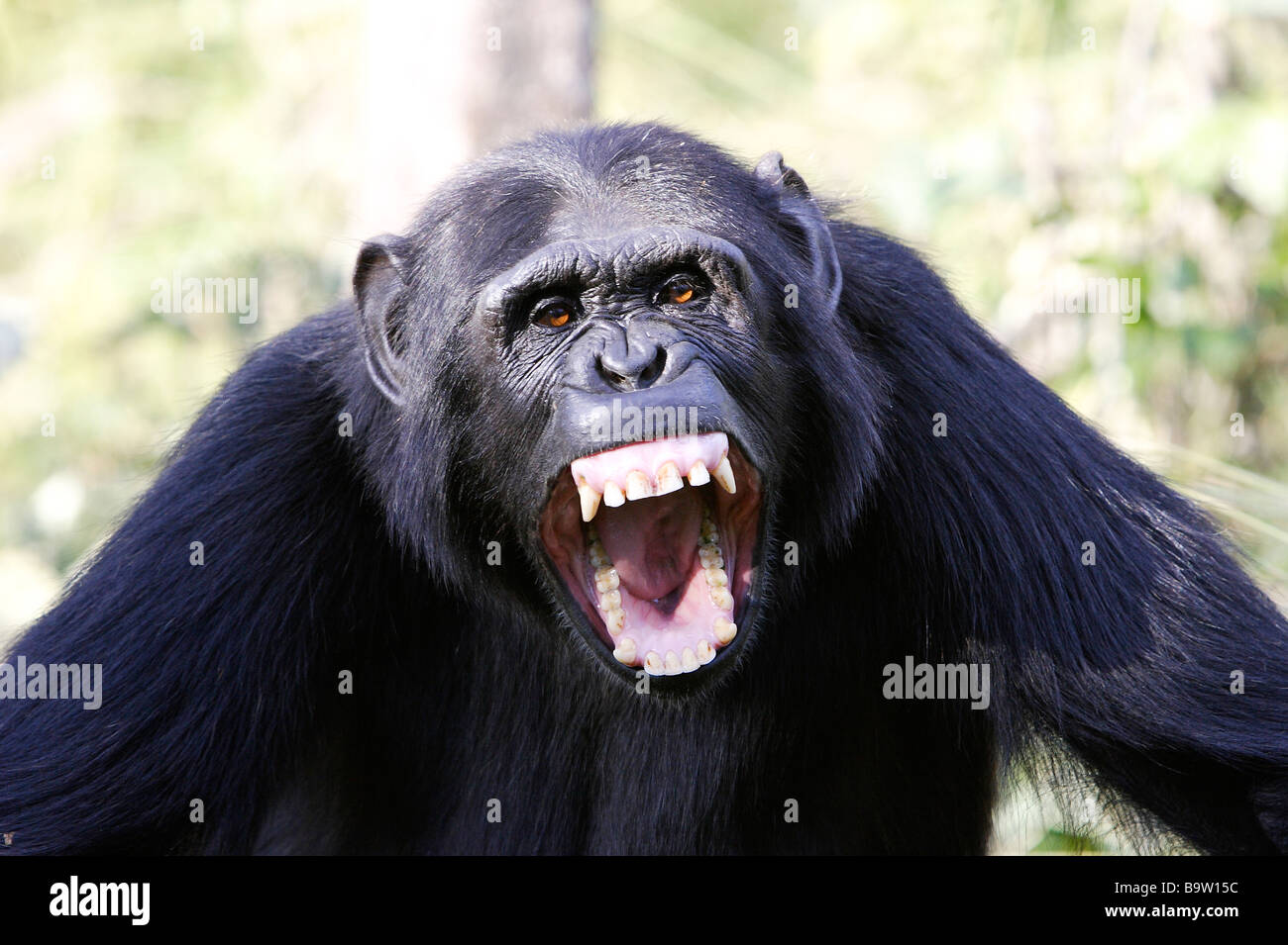 Uno scimpanzé (Pan troglodytes), minaccioso Foto Stock