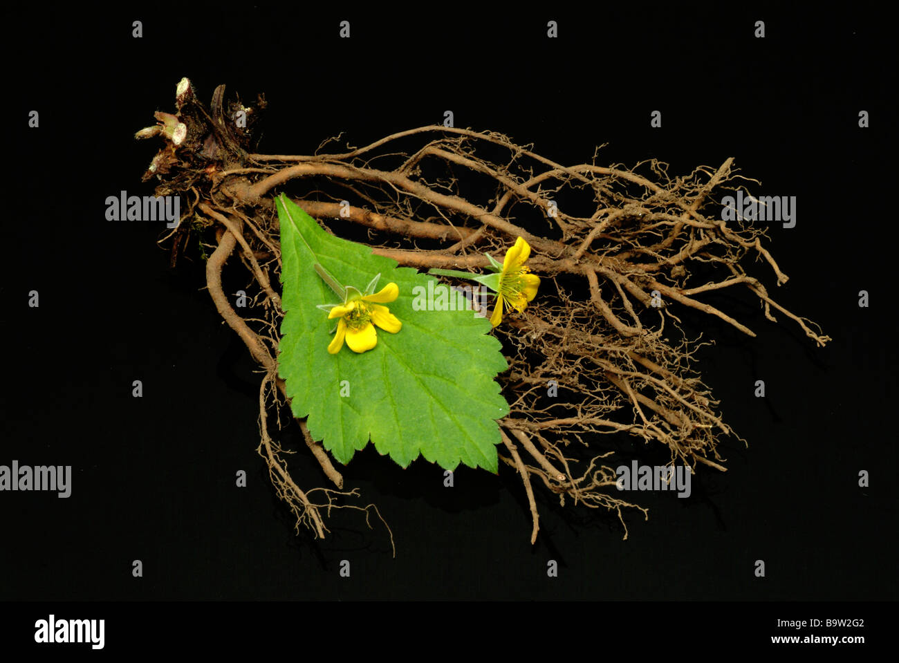 Piante medicinali aufrechtes blutwurz fingerkraut tormentill tormentilla potentilla erecta bloodroot Foto Stock