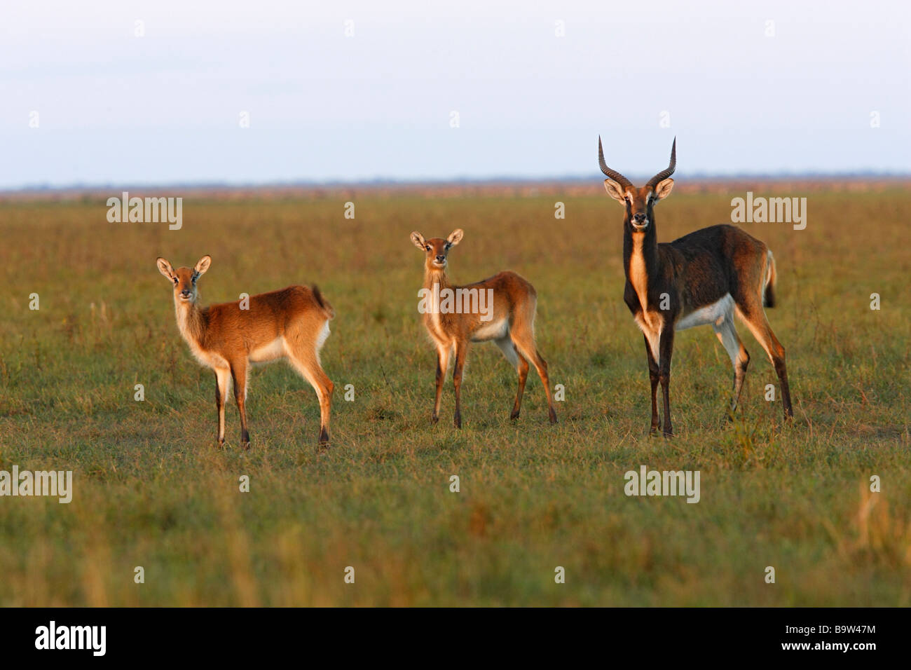 Nero (Lechwe Kobus leche smithemani), maschio con due femmine Foto Stock