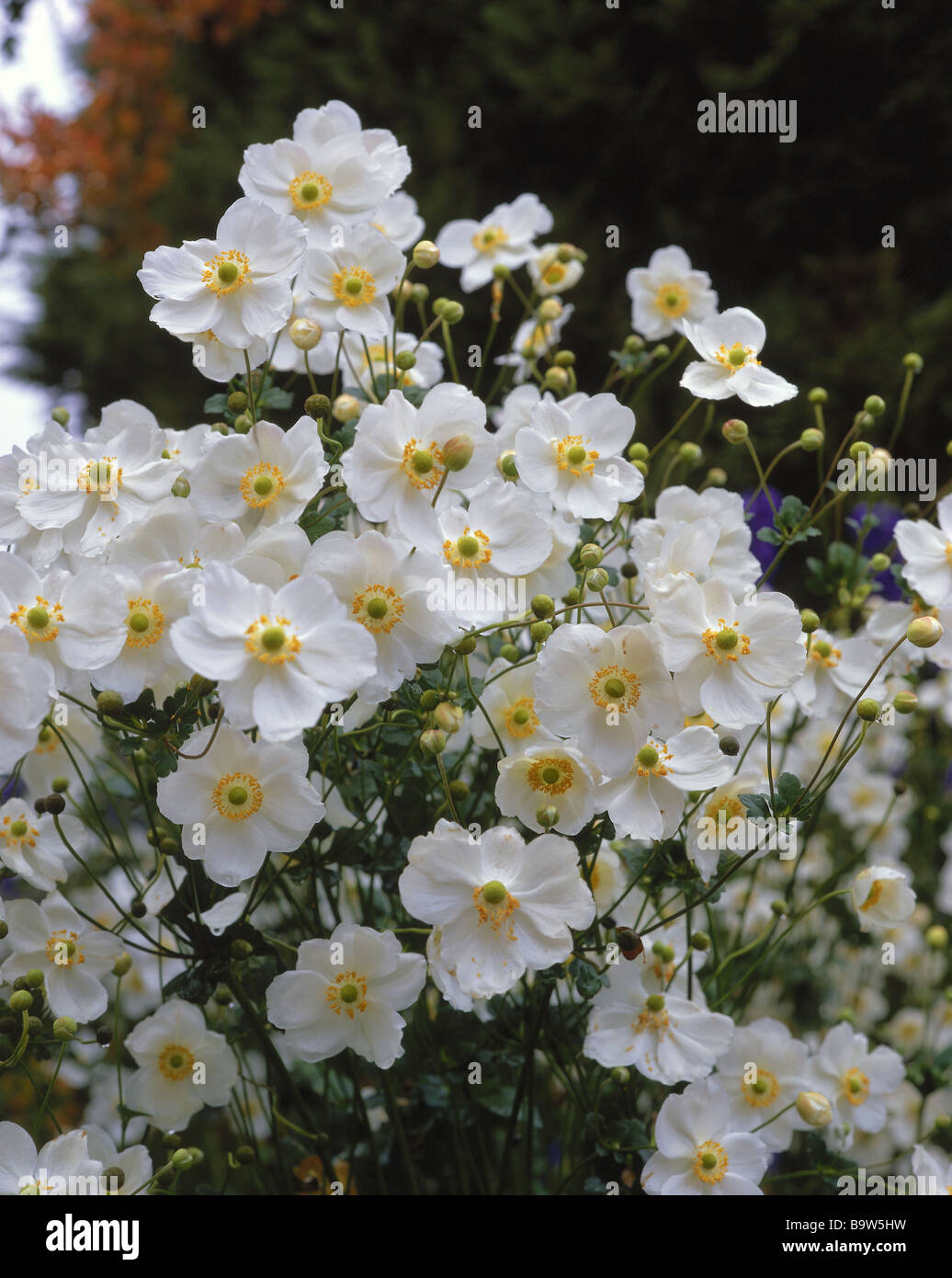 Anemoni, anemoni, bloom, tempo di fioritura, dettaglio, buttercup familiy, autunno anemoni, ibrida japonica, bianco Foto Stock