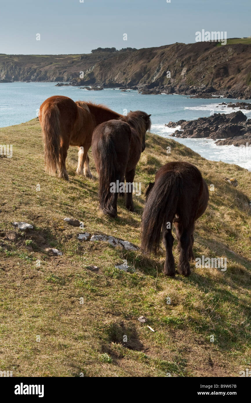 Pony selvatici al pascolo sulle scogliere, Cornwall, Regno Unito. Foto Stock