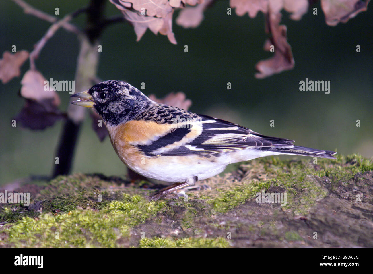 Brambling (fringilla montifringilla) maschio su un registro di muschio.a sud-ovest della Francia. Foto Stock