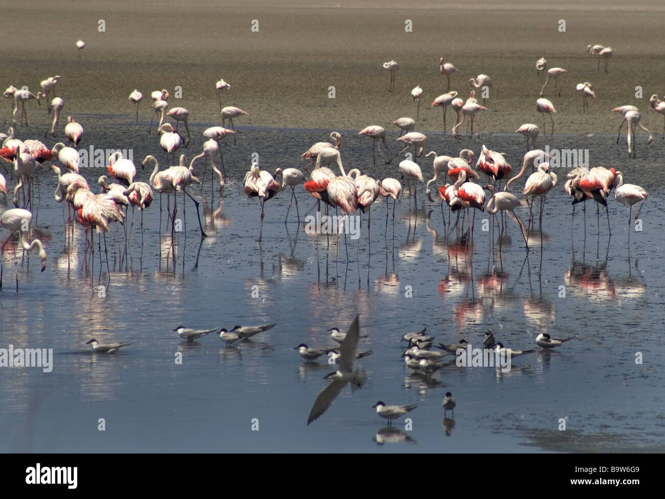Maggiore fenicotteri rosa con Gabbiano fatturati Sterne sul Lago di Fuente de Piedro vicino a Malaga. Andalucia,Spagna meridionale Foto Stock