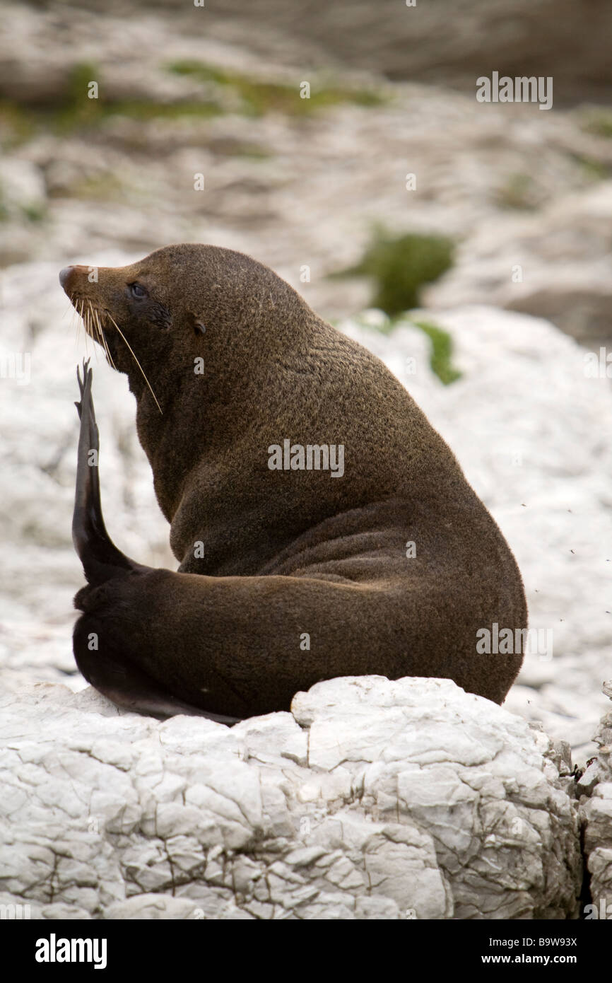 Nuova Zelanda, Sea Lion Foto Stock
