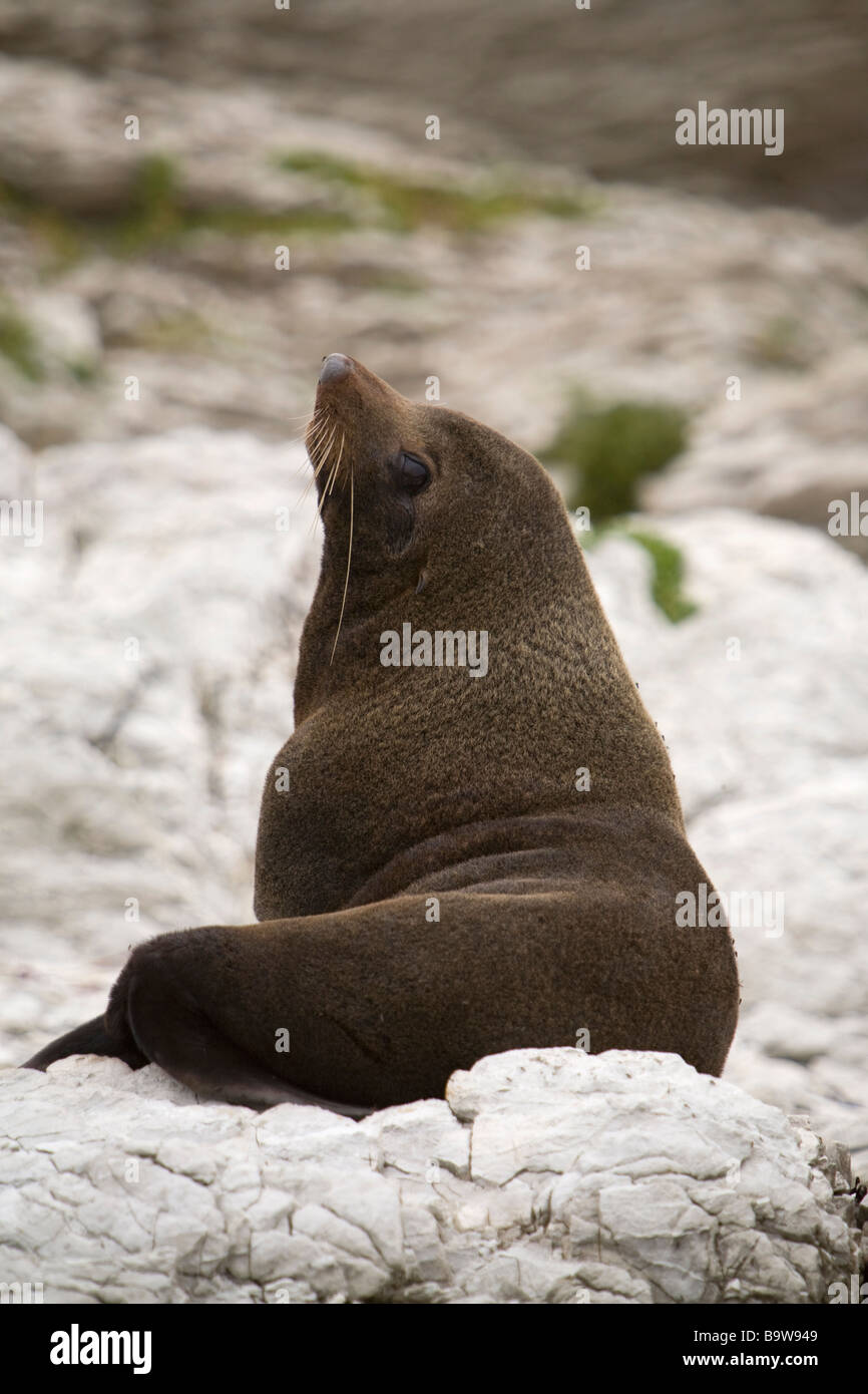 Nuova Zelanda, Sea Lion Foto Stock