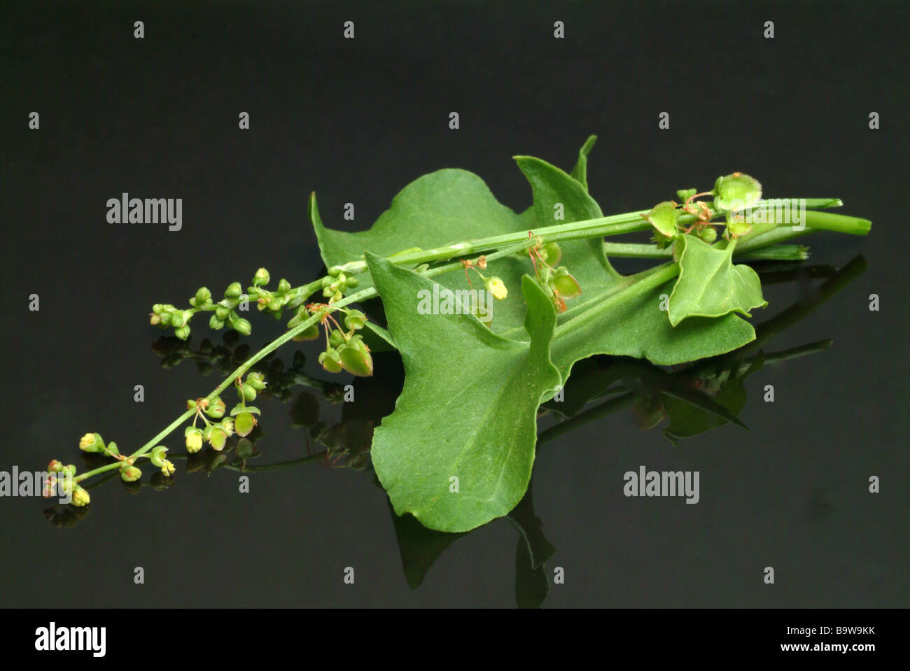 Pianta medicinale römischer Ampfer Buckler leafed sorrel francese acetosa rumex scutatus Foto Stock