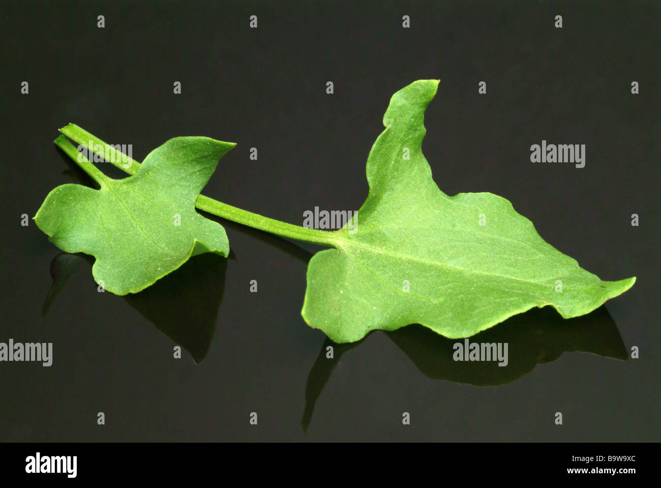 Pianta medicinale römischer Ampfer Buckler leafed sorrel francese acetosa rumex scutatus Foto Stock
