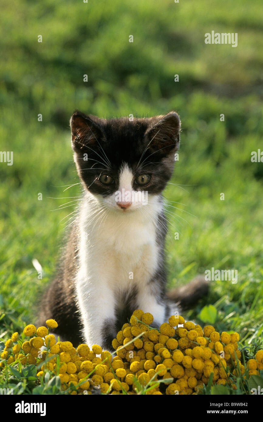 Il gatto domestico (Felis silvestris felis catus), gattino seduti in giardino Foto Stock