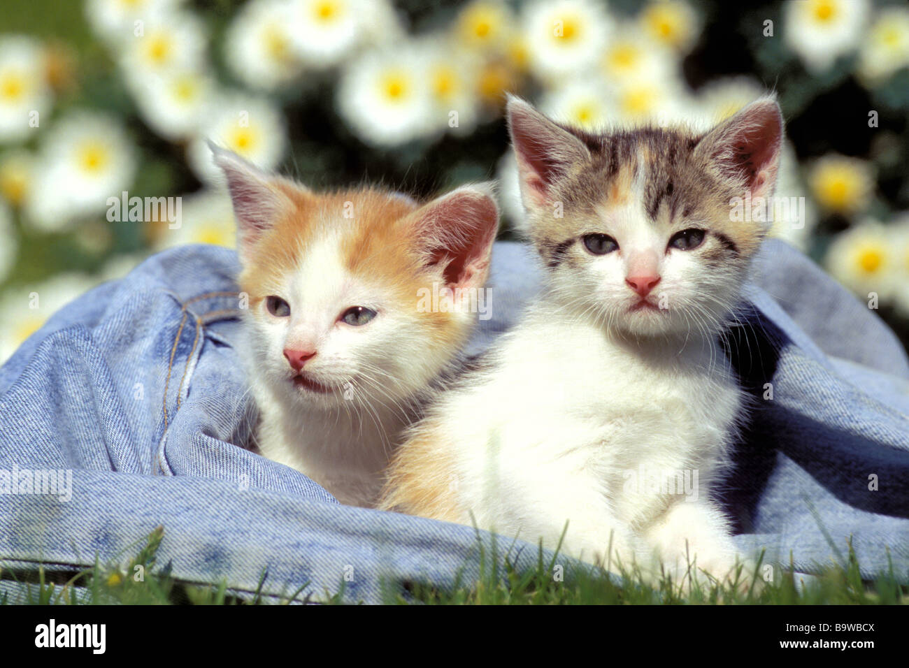Il gatto domestico (Felis silvestris felis catus). Due gattino cercando la telecamera mentre parzialmente avvolti in jeans Foto Stock