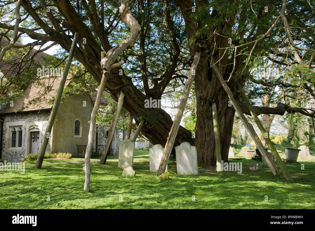 Un albero di Yew essendo sostenuta da montanti in legno, il sagrato della chiesa di Santa Maria e la chiesa di San Pietro, Wilmington. Foto Stock