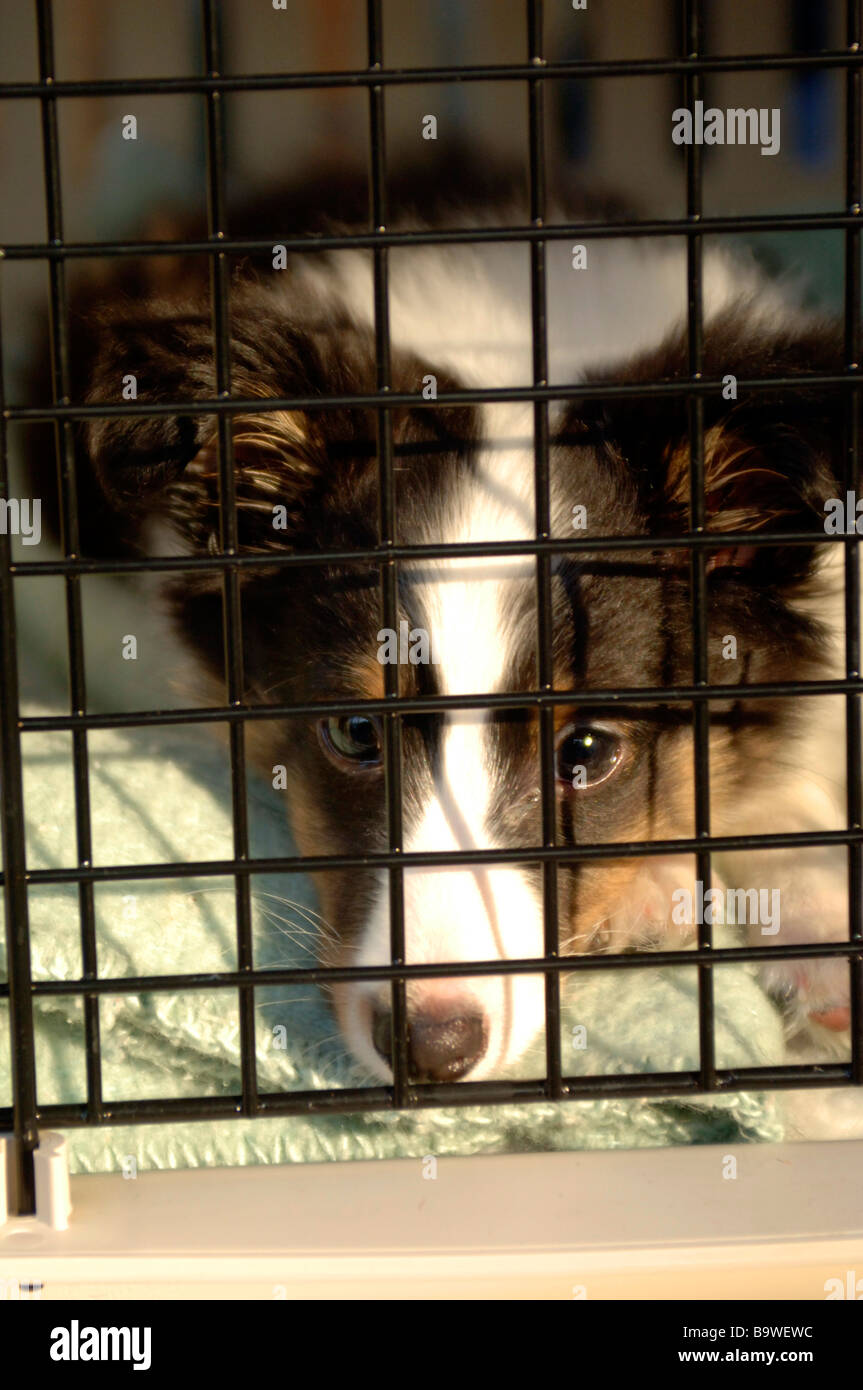 Giovani Collie Puppy in gabbia di viaggio sembra essere nella disperazione in attesa è il futuro Foto Stock