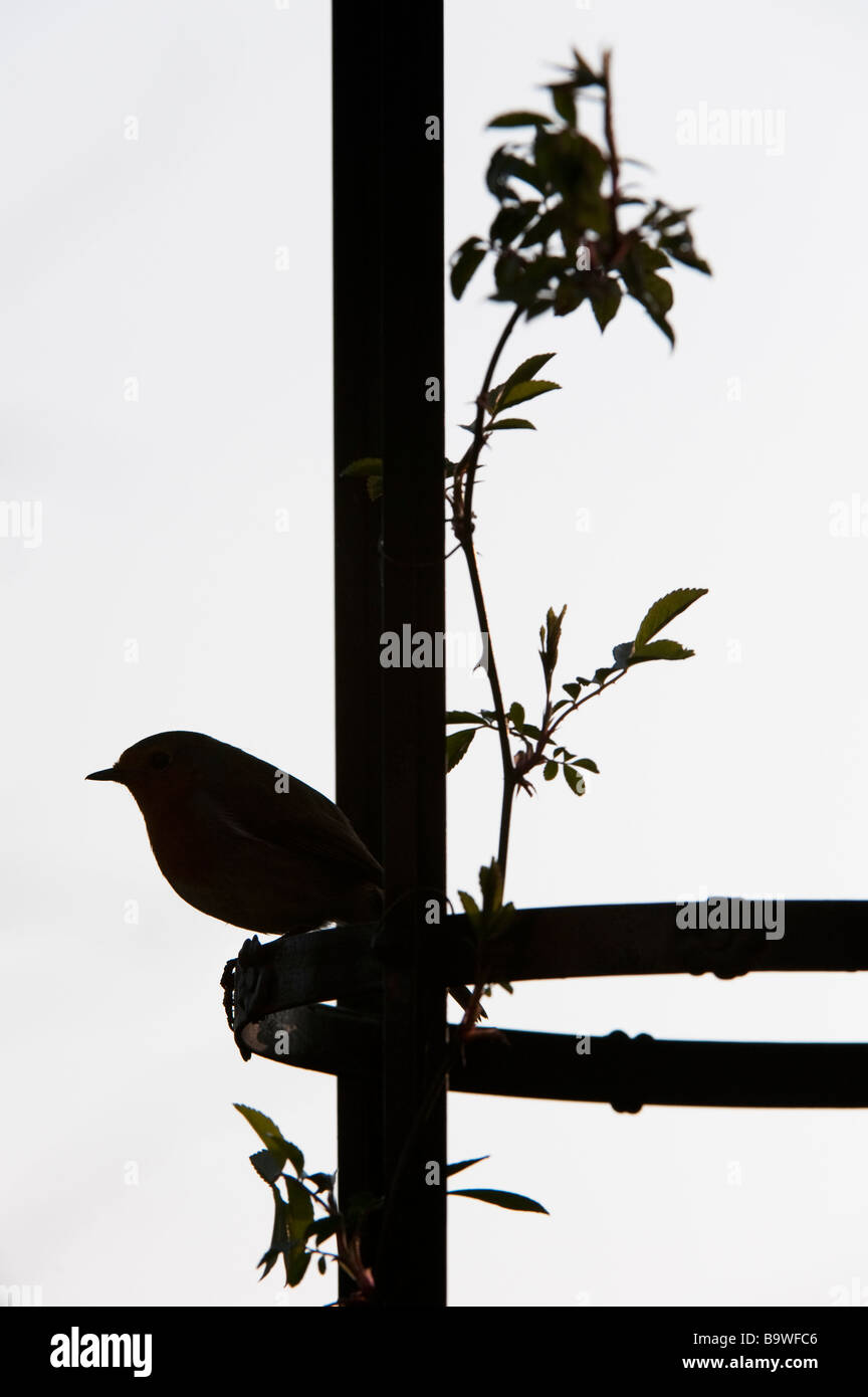 Silhouette di un pettirosso seduto su un pergolato in giardino. Regno Unito Foto Stock