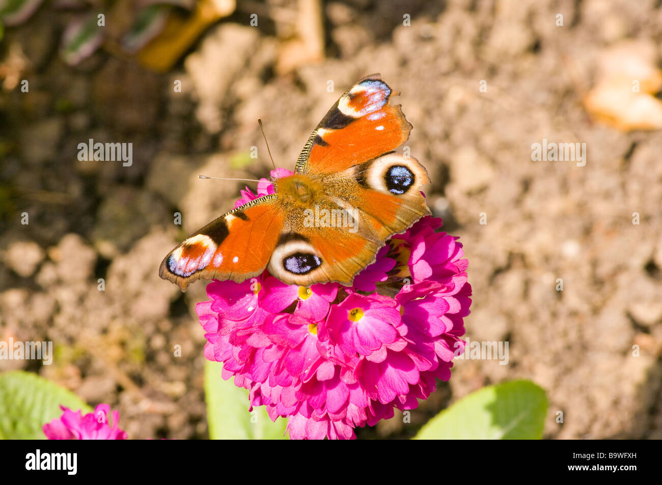 Farfalla pavone su una Primula British Inglese Regno Unito le farfalle Foto Stock