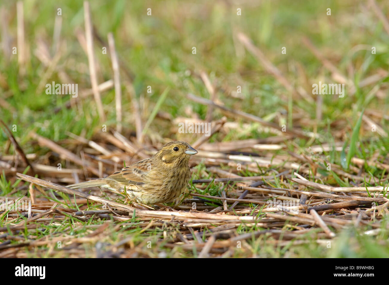 Cirl bunting emberiza cirlus femmina adulta alimentando in inverno la stoppia South Devon Gennaio Foto Stock