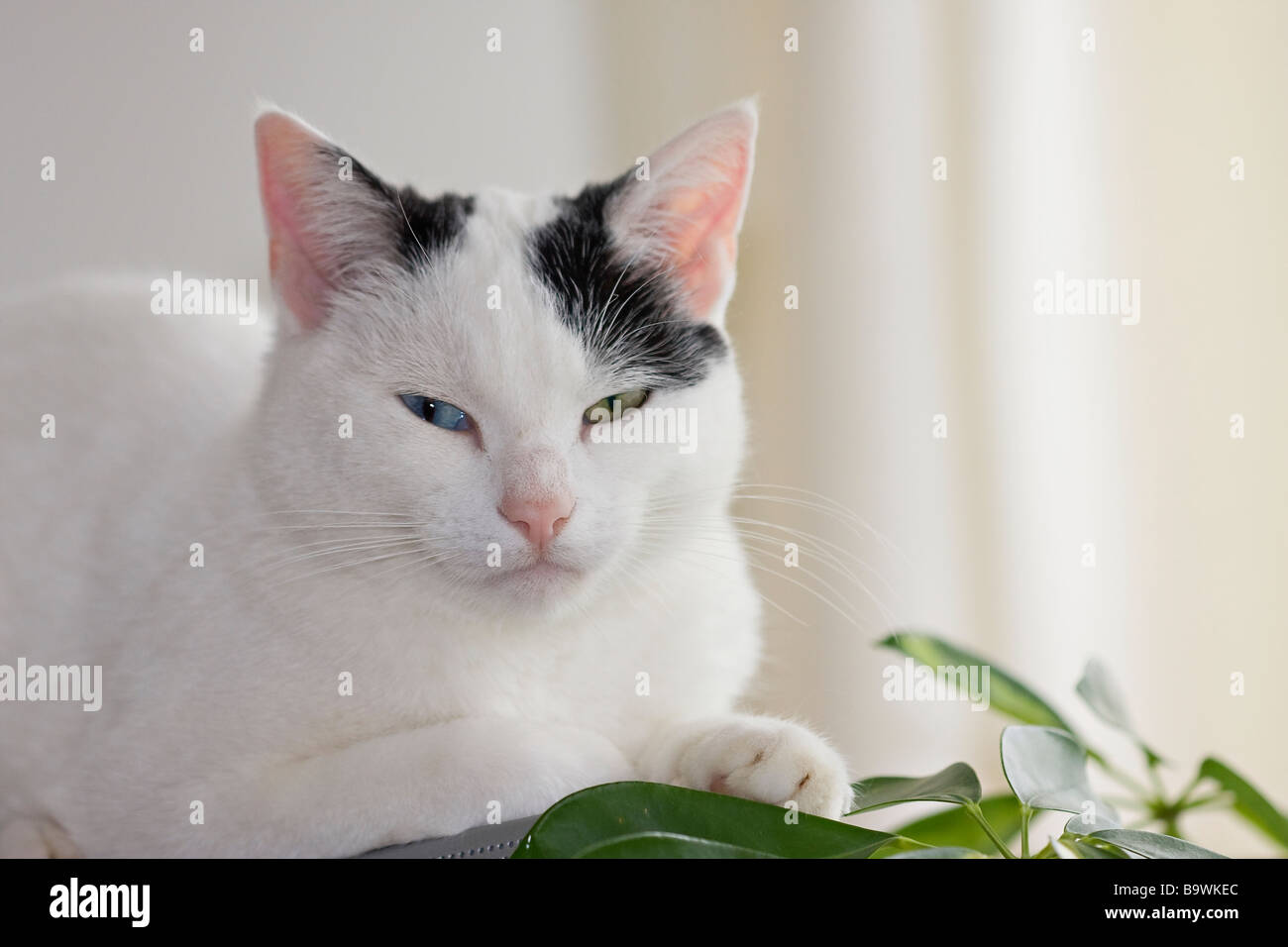 Un giovane gatto bianco e nero con occhi dispari (Felis catus) di umore pensivo che guarda direttamente alla fotocamera Foto Stock