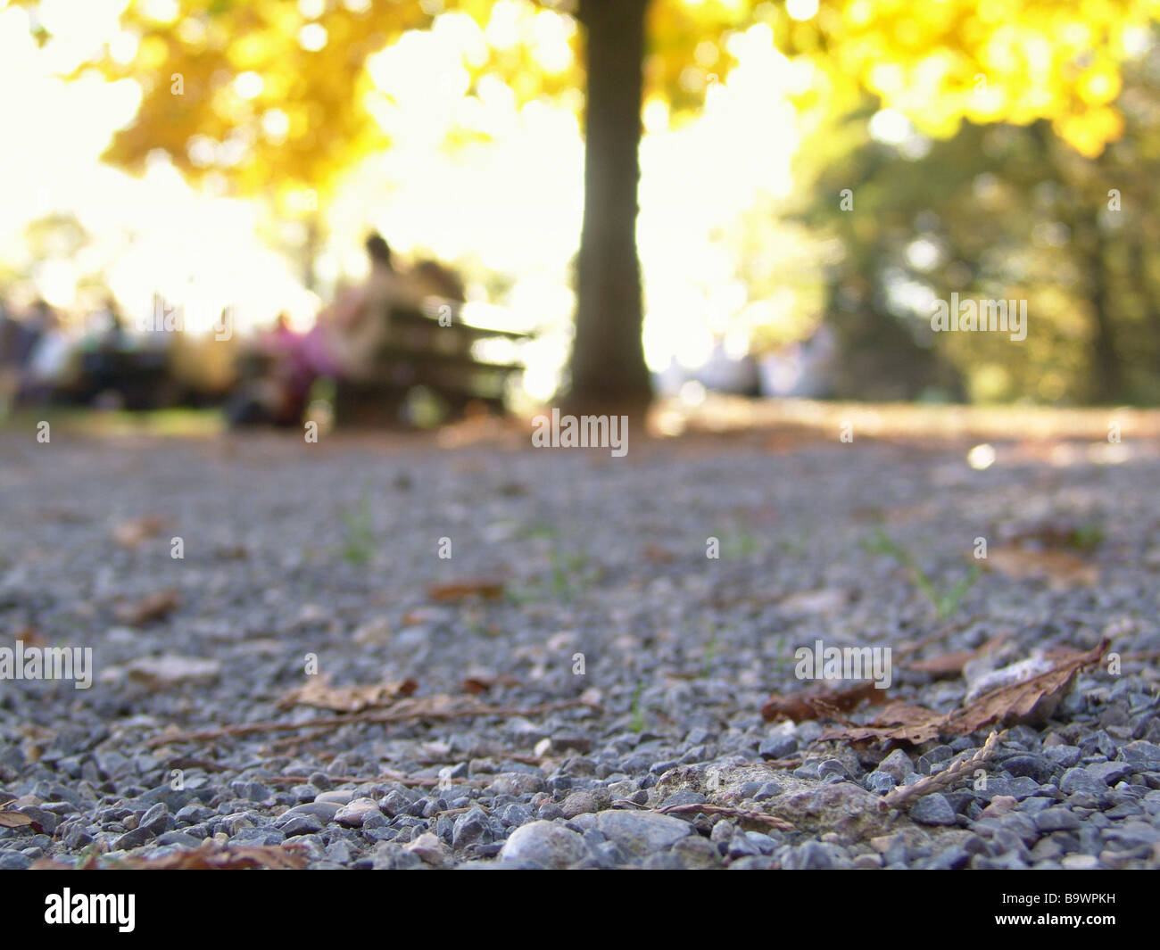 Parco, Weg, Herbst, Unschärfe Foto Stock