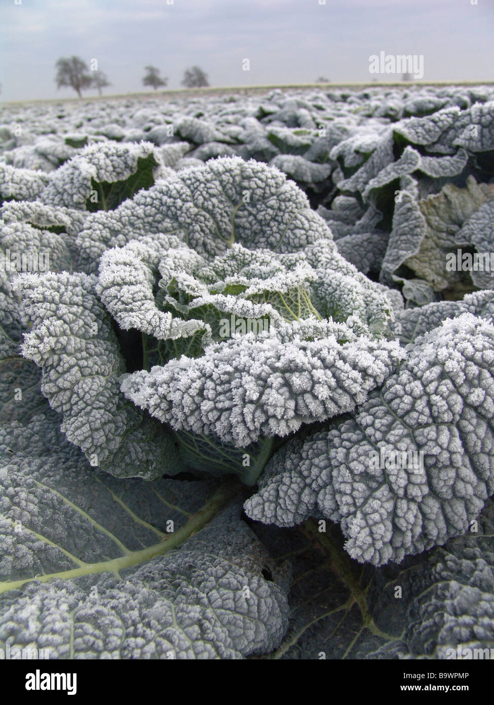 Inverno, cavolo verza, campo, congelate, foglie di vegetale, Foto Stock