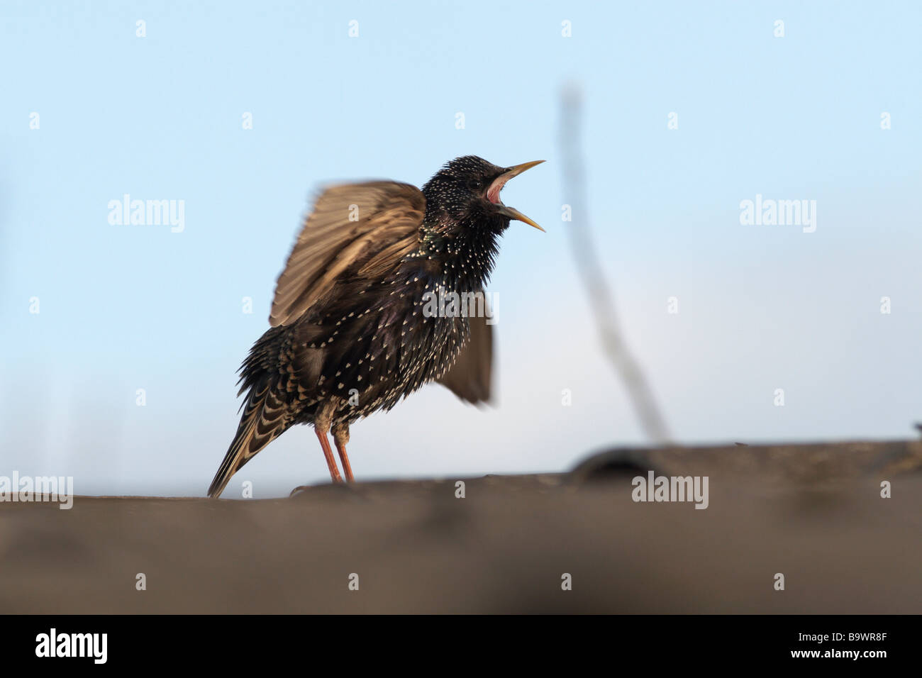 Il canto starling Foto Stock