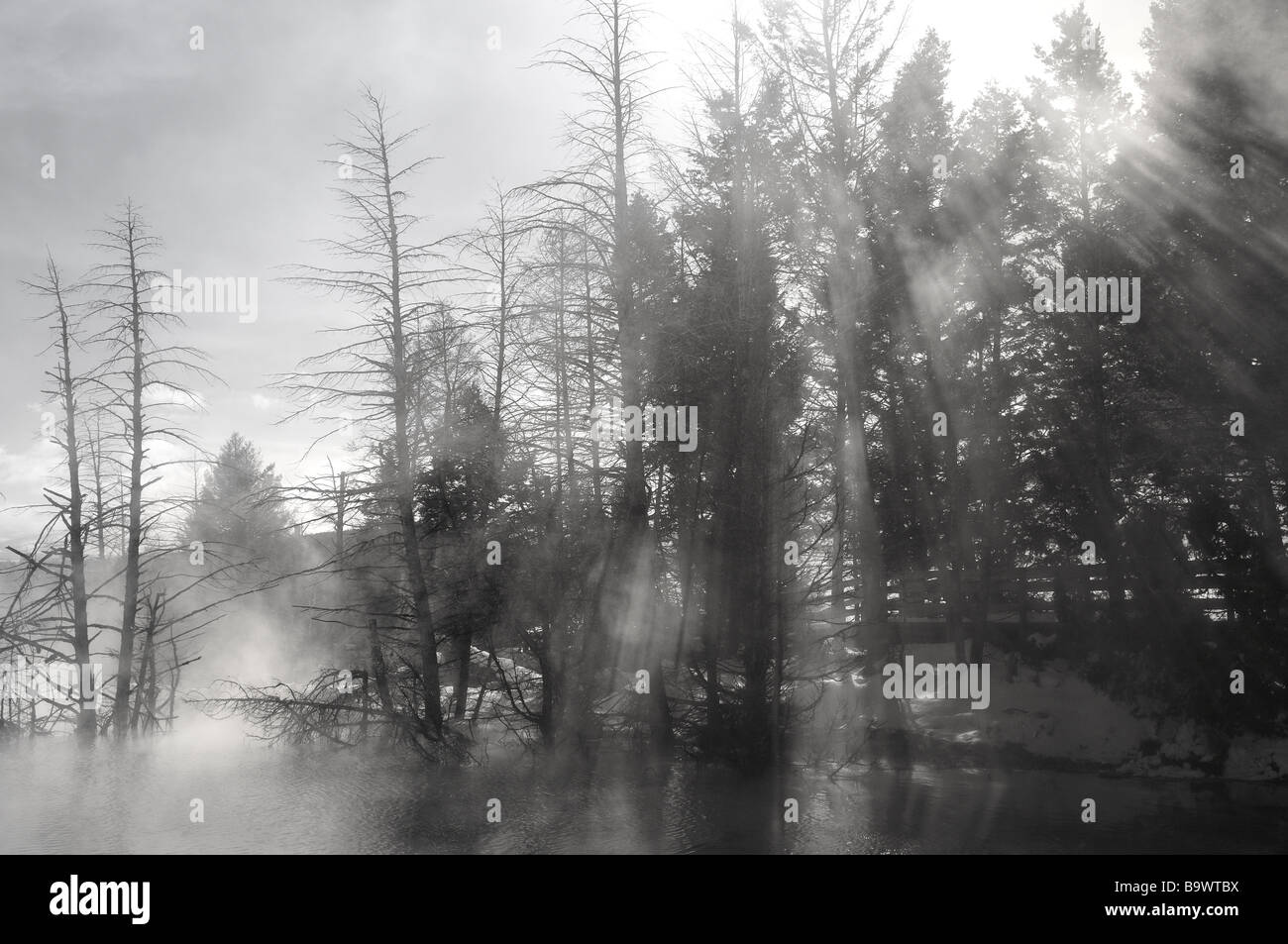 I raggi di luce attraverso lo streaming di alberi di pino e di vapore a canary spring pool a Mammoth Hot Springs yellowstone national park wyoming Foto Stock