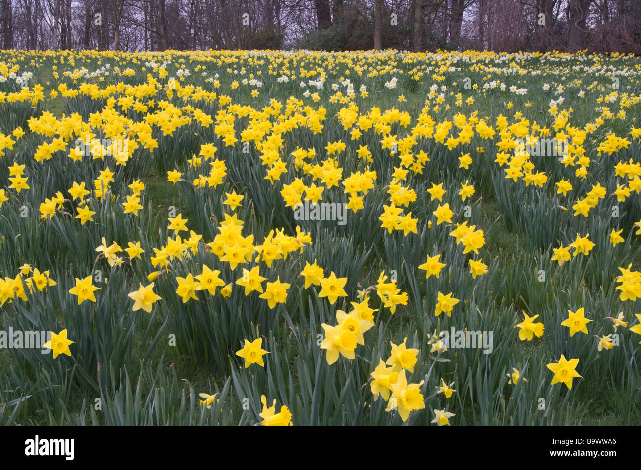 Daffodil Narcisus sp fiori piantagione di massa Castle Howard motivi North Yorkshire England Regno Unito Europa aprile Foto Stock