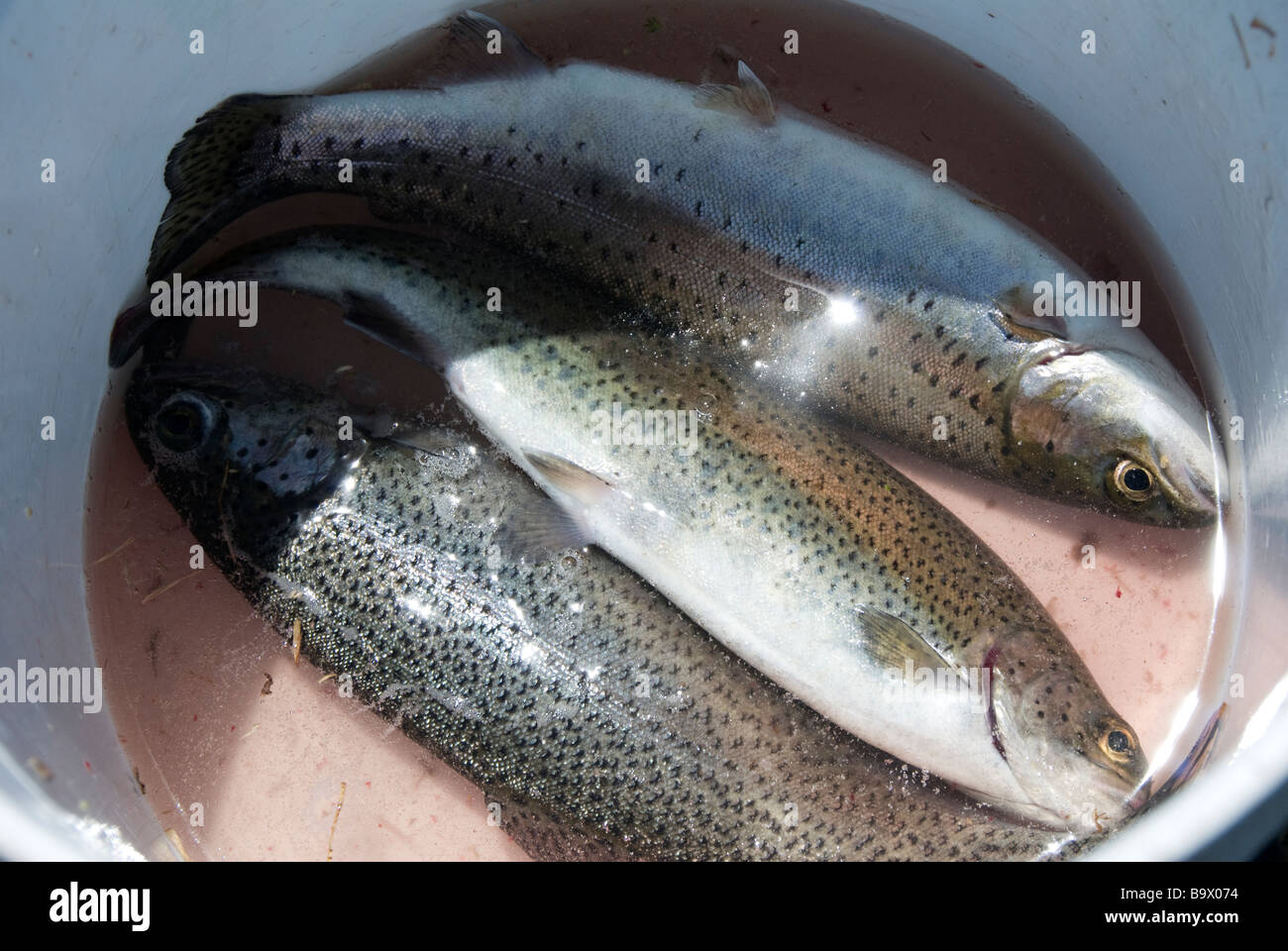 Pesce in una benna Foto Stock