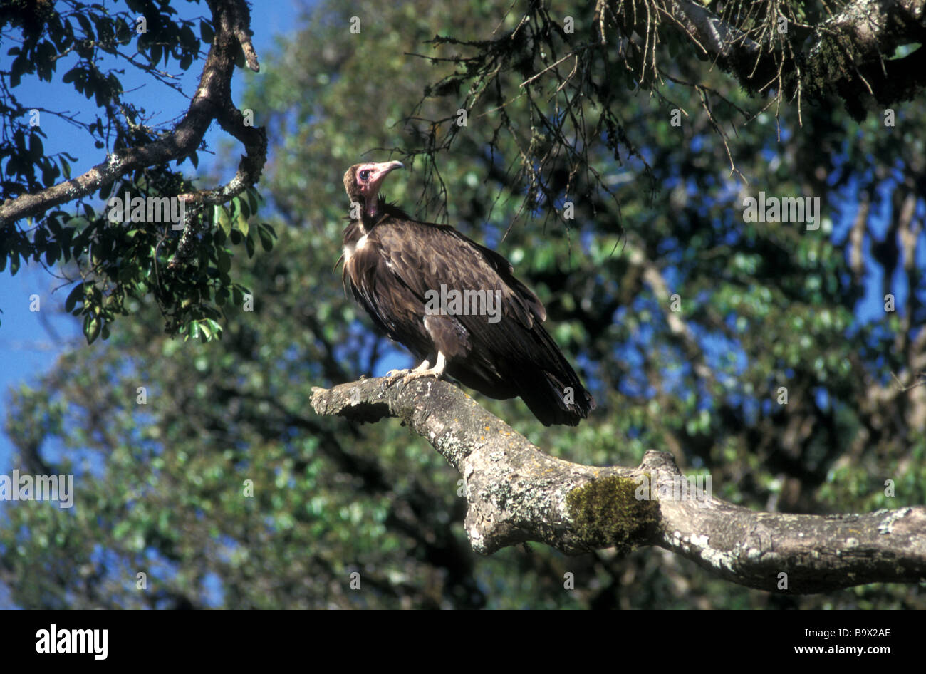 Vulture lago paradiso marsabit kenya Foto Stock